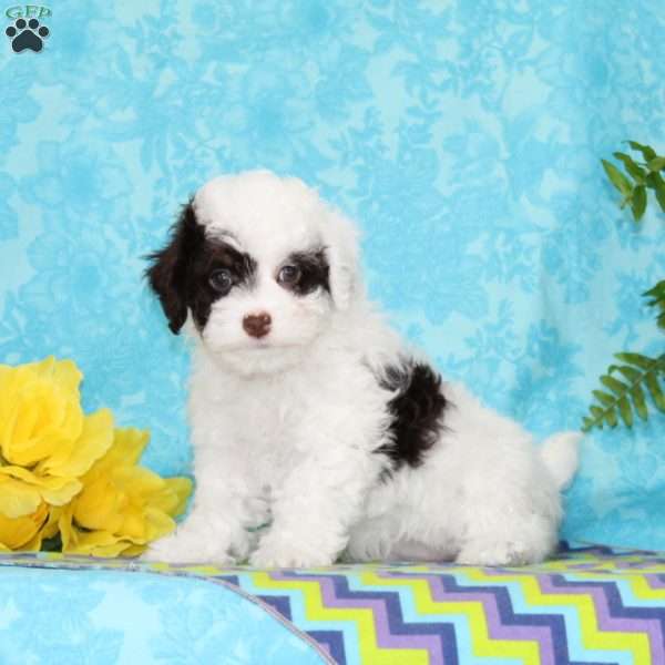 Diamond, Toy Poodle Puppy